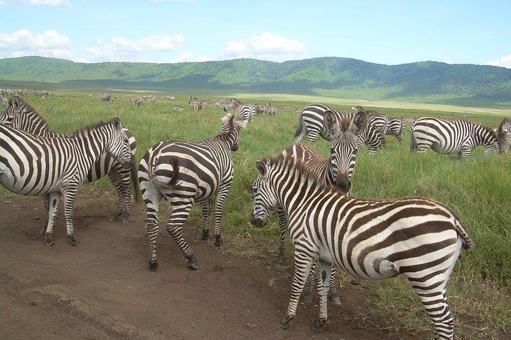 Serengeti Wildebeest Migration.