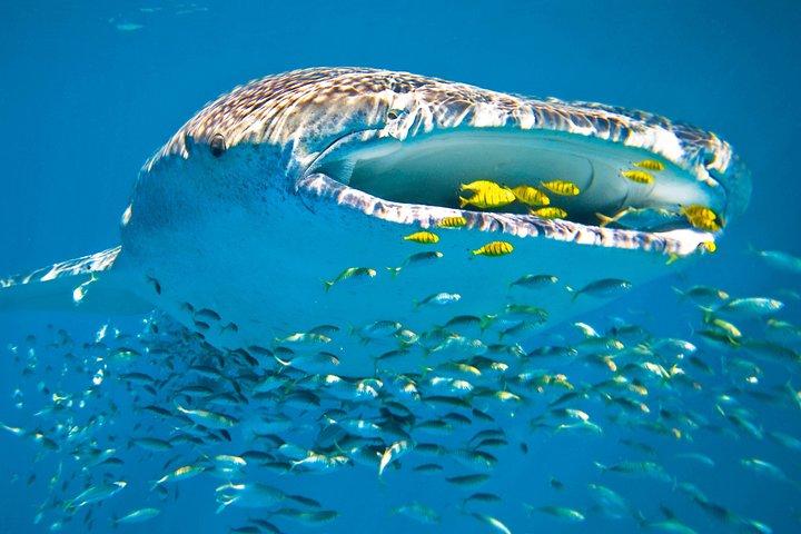 Whale Shark from Cancun, Riviera Maya and Tulum All Inclusive