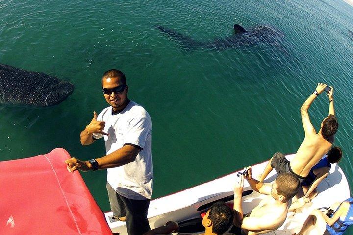 Whale Shark from Cancun, Riviera Maya and Tulum All Inclusive