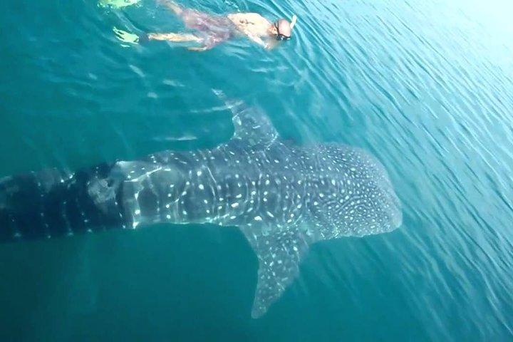Whale Shark from Cancun, Riviera Maya and Tulum All Inclusive