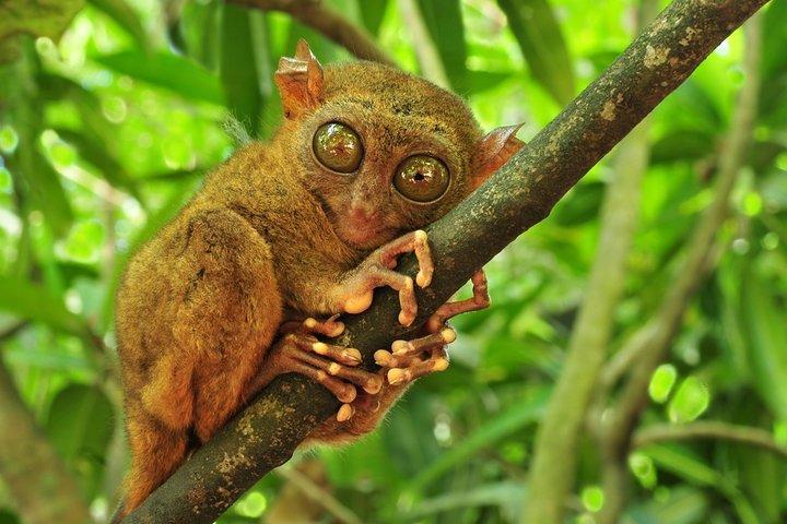 Bohol Day Trip from Cebu: Chocolate Hills, Tarsiers & Cruise