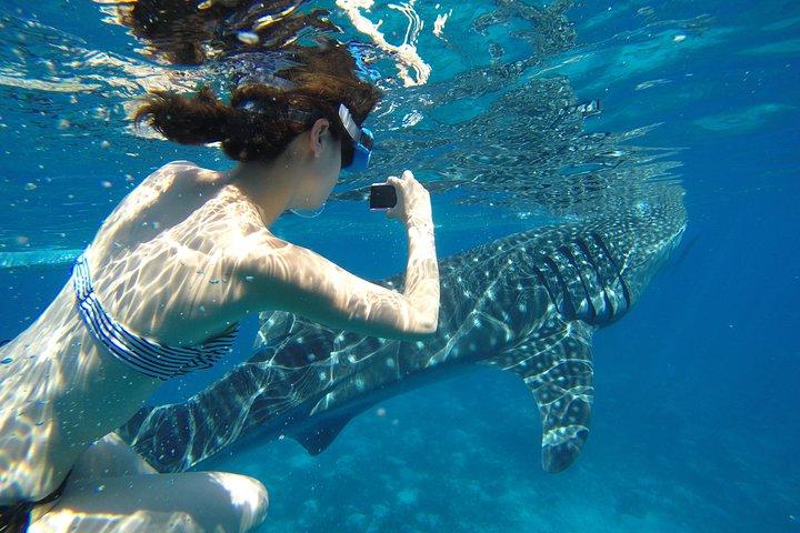 Oslob Whale Shark & Tumalog Waterfalls & Sumilon Sandbar