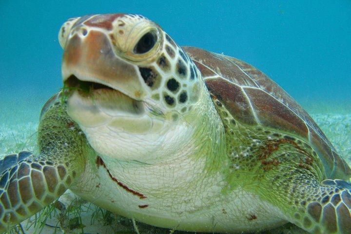 Private swiming with Turtles in Akumal