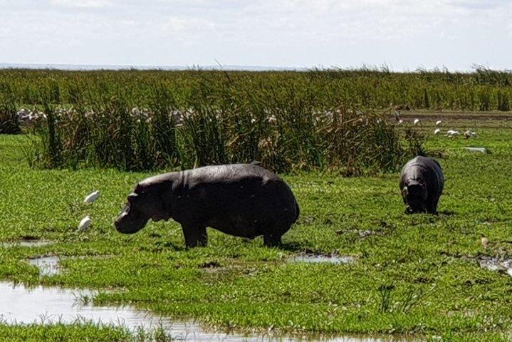 Day Trip to Manyara National Park From Arusha / Kilimanjaro