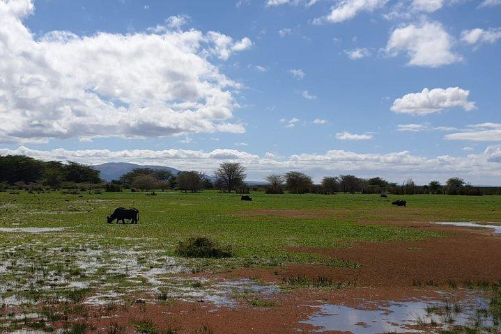 Day Trip to Manyara National Park From Arusha / Kilimanjaro