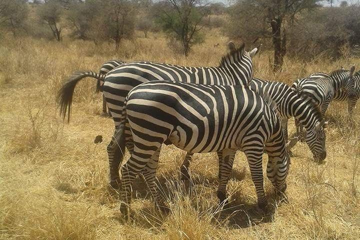 Day Trip To Arusha National Park