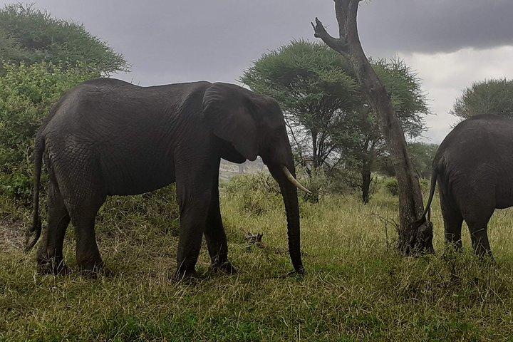 Day Trip To Arusha National Park