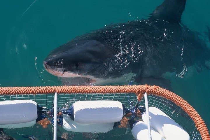 Shark Cage dive in Gansbaai see Bronze & Other, sometimes Great Whites