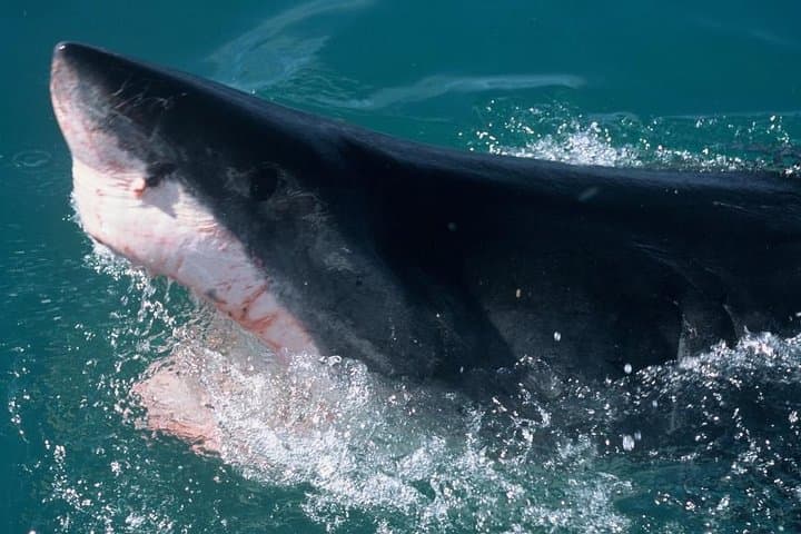 Shark Cage dive in Gansbaai see Bronze & Other, sometimes Great Whites