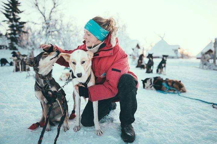 Tromso Self-Drive Husky Dog Sledding