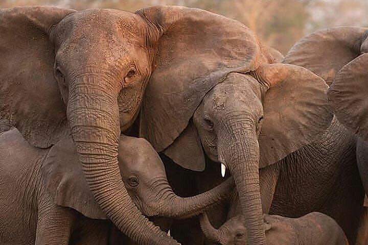 Six Days Big Five Safari