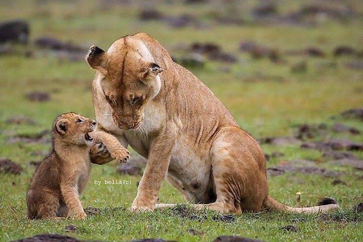 Six Days Big Five Safari