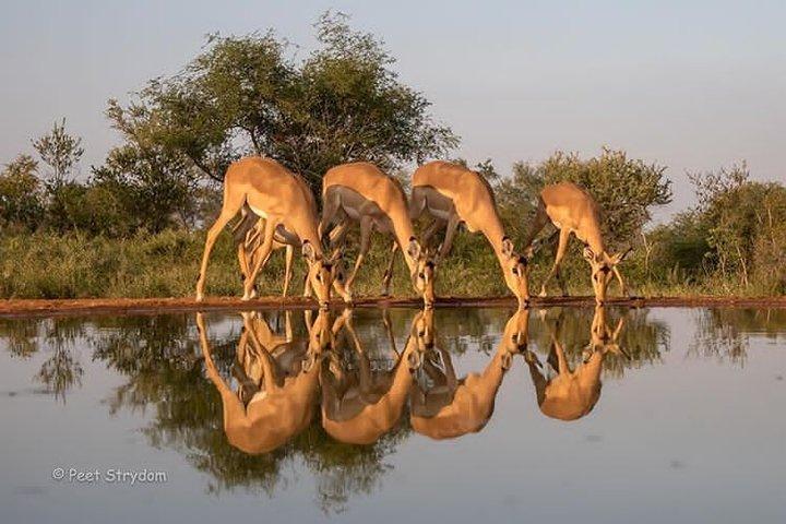 Six Days Big Five Safari