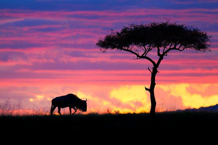 7 Days Kenya and Tanzania Wildlife Safari
