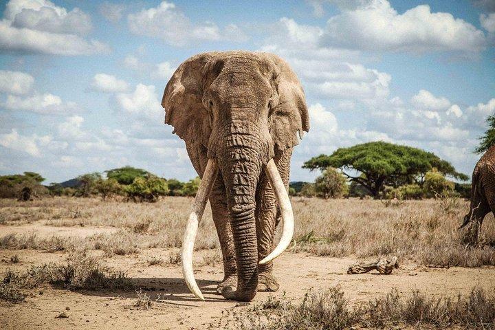 6 Days 5 nights Amboseli, Tsavo & Diani Beach