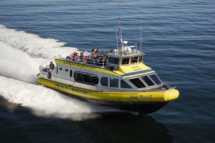 Vancouver Island Half-Day Whale Watching Tour - Telegraph Cove
