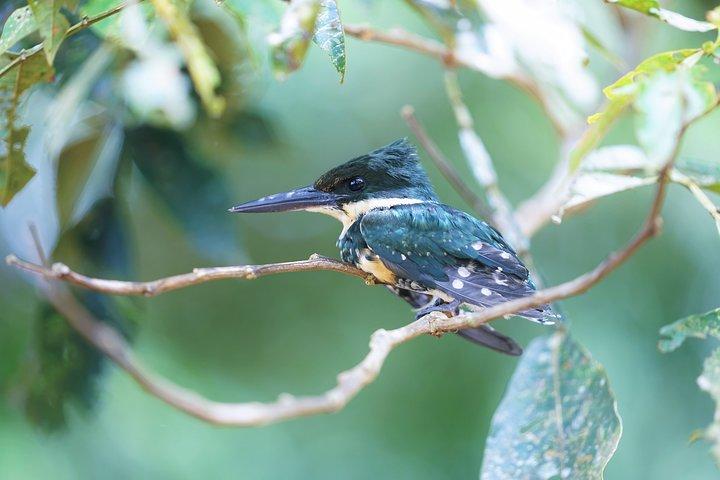 3-Day Small-Group Pacaya-Samiria Park Camping Adventure from Iquitos