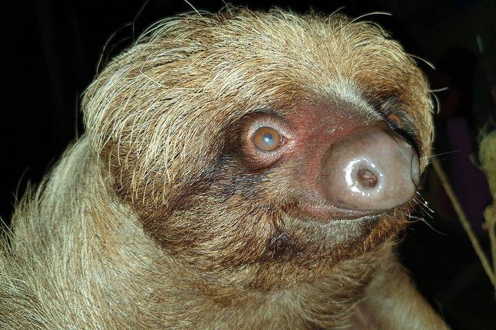 3-Day Small-Group Pacaya-Samiria Park Camping Adventure from Iquitos