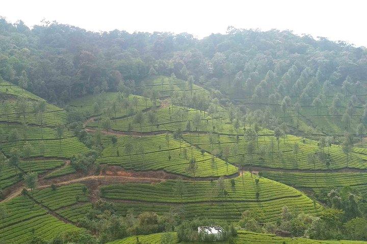 3 Nights Private Deluxe Tour- Cochin/Munnar/Houseboat/Cochin