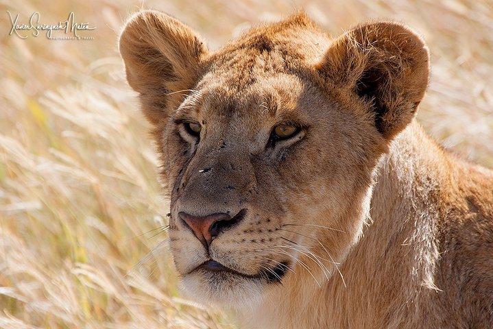 4 Days Private for 4 Pax Ngorongoro & Serengeti