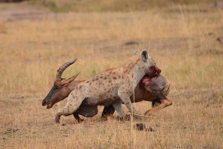 4 Days Private for 4 Pax Ngorongoro & Serengeti