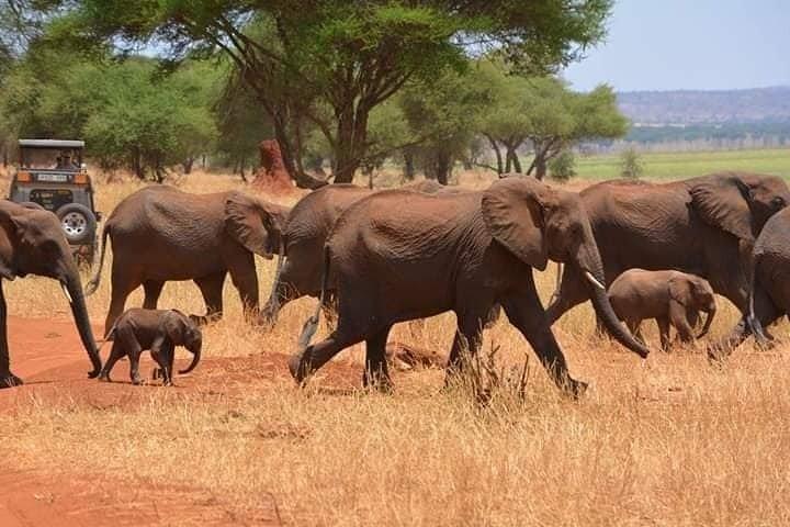 4 Days Private for 4 Pax Ngorongoro & Serengeti