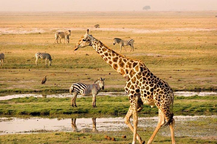 Cape Town - Overnight Best of Inverdoorn Safari Game Reserve