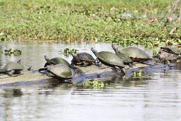 Small-Group Airboat Swamp Tour with Downtown New Orleans Pickup