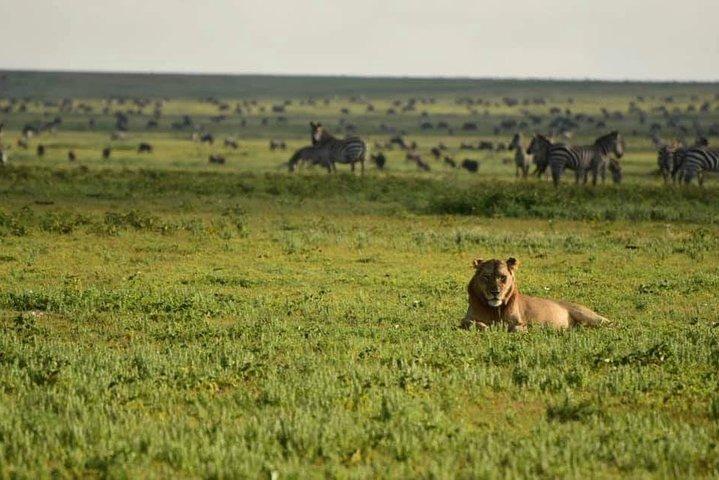 3days Tarangire,Ngorongoro Crater and lake Manyara