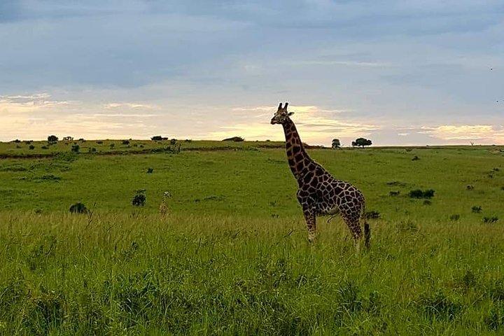 3days Tarangire,Ngorongoro Crater and lake Manyara
