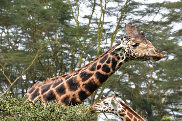 Nairobi national park Private (Budget) Drive in Tourist van