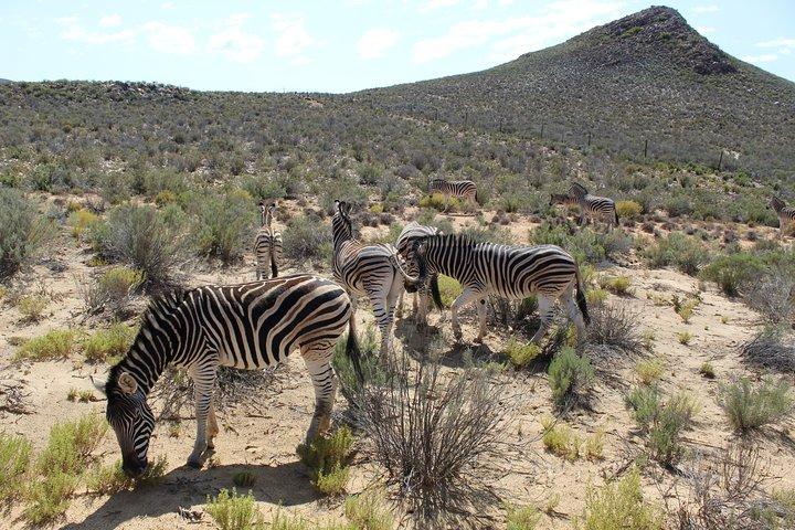 Visit African Big 5 Safari Aquila Game Reserve from Cape Town - full Day