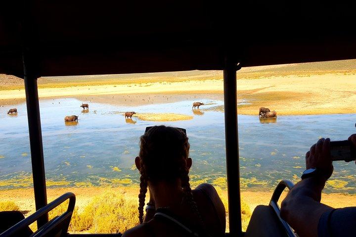 Visit African Big 5 Safari Aquila Game Reserve from Cape Town - full Day