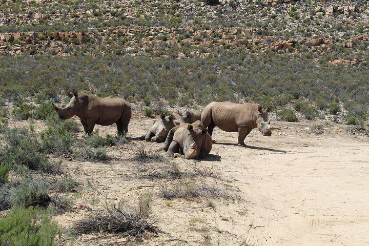 Visit African Big 5 Safari Aquila Game Reserve from Cape Town - full Day