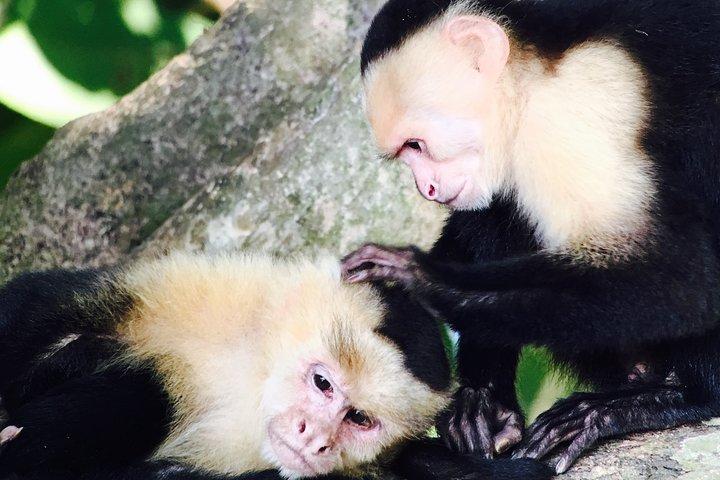 Manuel Antonio National Park: A Complete Wildlife Experience