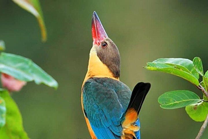 Muthurajawela Bird Watching Tour From Colombo & Negombo