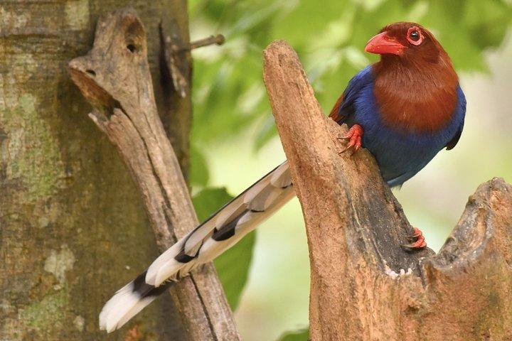 Muthurajawela Bird Watching Tour From Colombo & Negombo