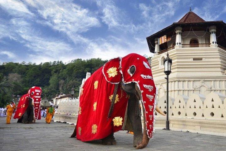 Sri Lanka Most Popular - 12 Days.