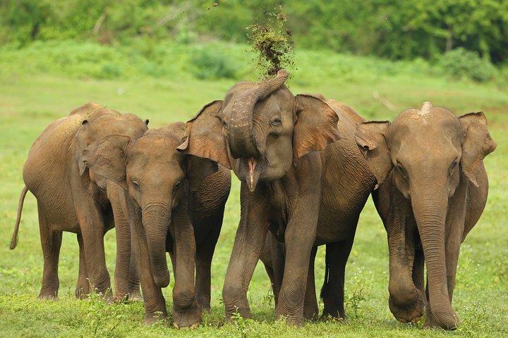 Udawalawe Safari Tour from Colombo