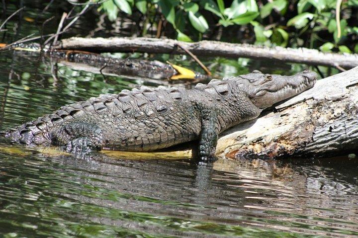 Black River Safari/YS Falls plus Floyd's Pelican Bar Private Tour