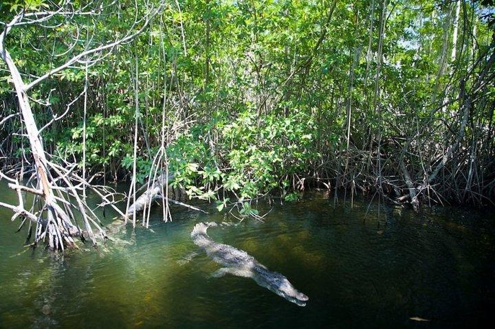 Black River Safari/YS Falls plus Floyd's Pelican Bar Private Tour