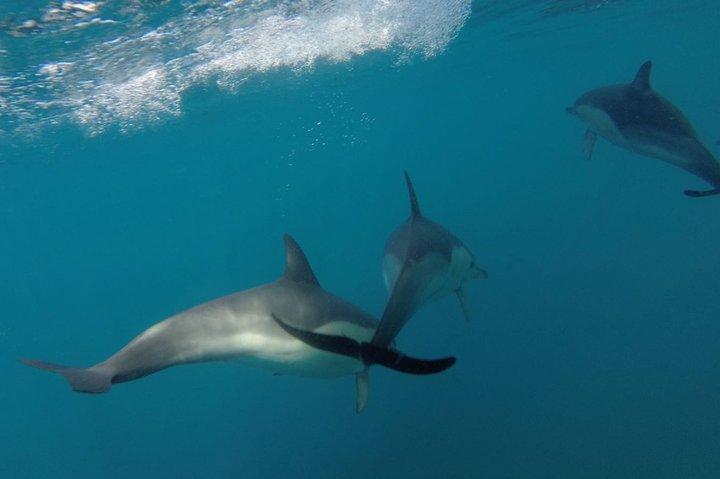 Sesimbra - Dolphins c/ Marine Biologist + Quick Embarkation
