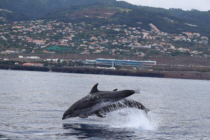 Magic Dolphin Celebrity