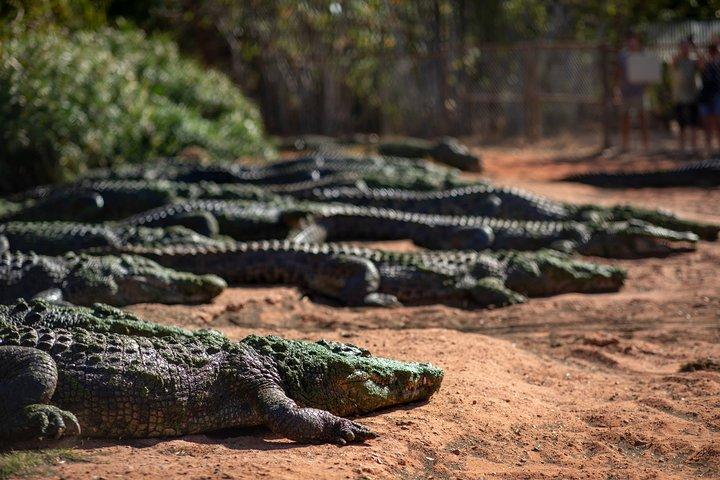Malcolm Douglas Crocodile Park Tour Including Transportation