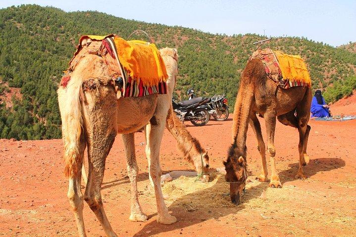 Full-Day Trip Berber Culture Experience & Atlas Mountains