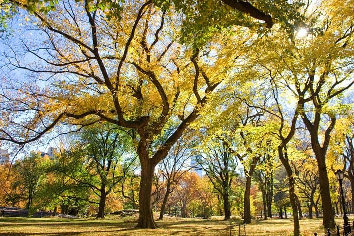 Central Park Photography Tour with Local Photographer