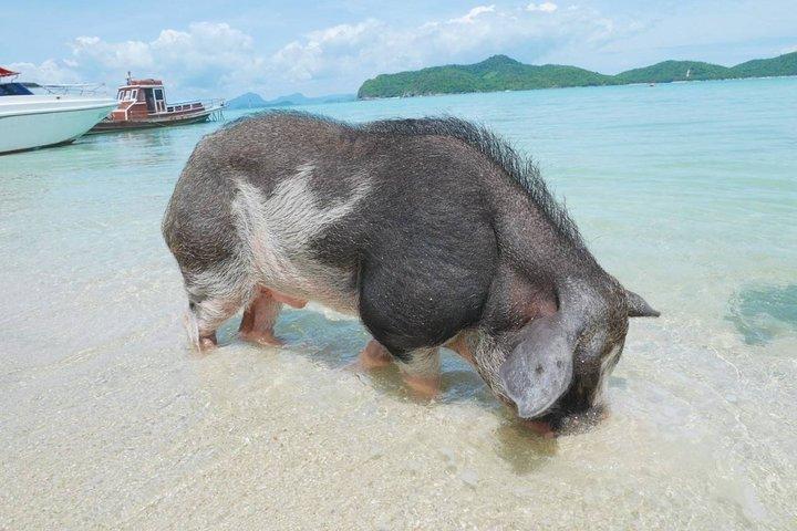 Koh Tan and Koh Madsum Snorkeling Trip By Speedboat From Koh Samui