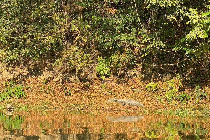 1 Night 2 Days Chitwan Jungle Safari Tour from Pokhara or Kathmandu