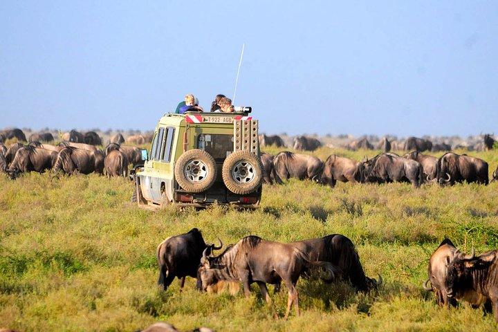 8 Days 7 Nights Tanzania Wildlife & Culture Lodge Safari