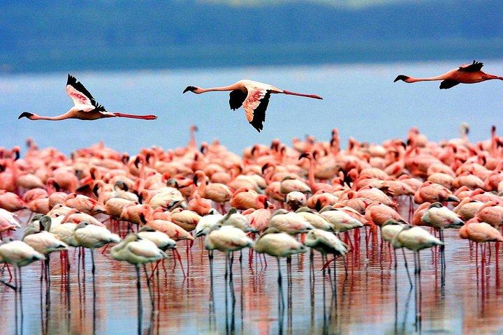 8 Days 7 Nights Tanzania Wildlife & Culture Lodge Safari